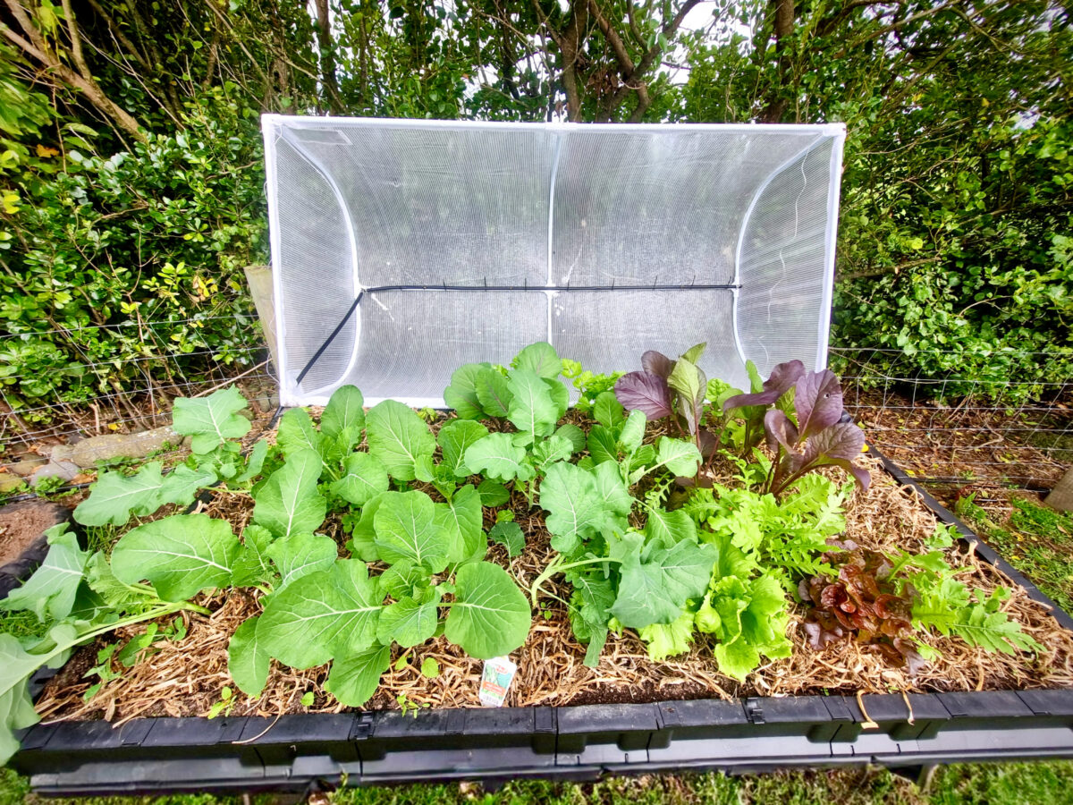 Herbi SOIL used in the Vegepod